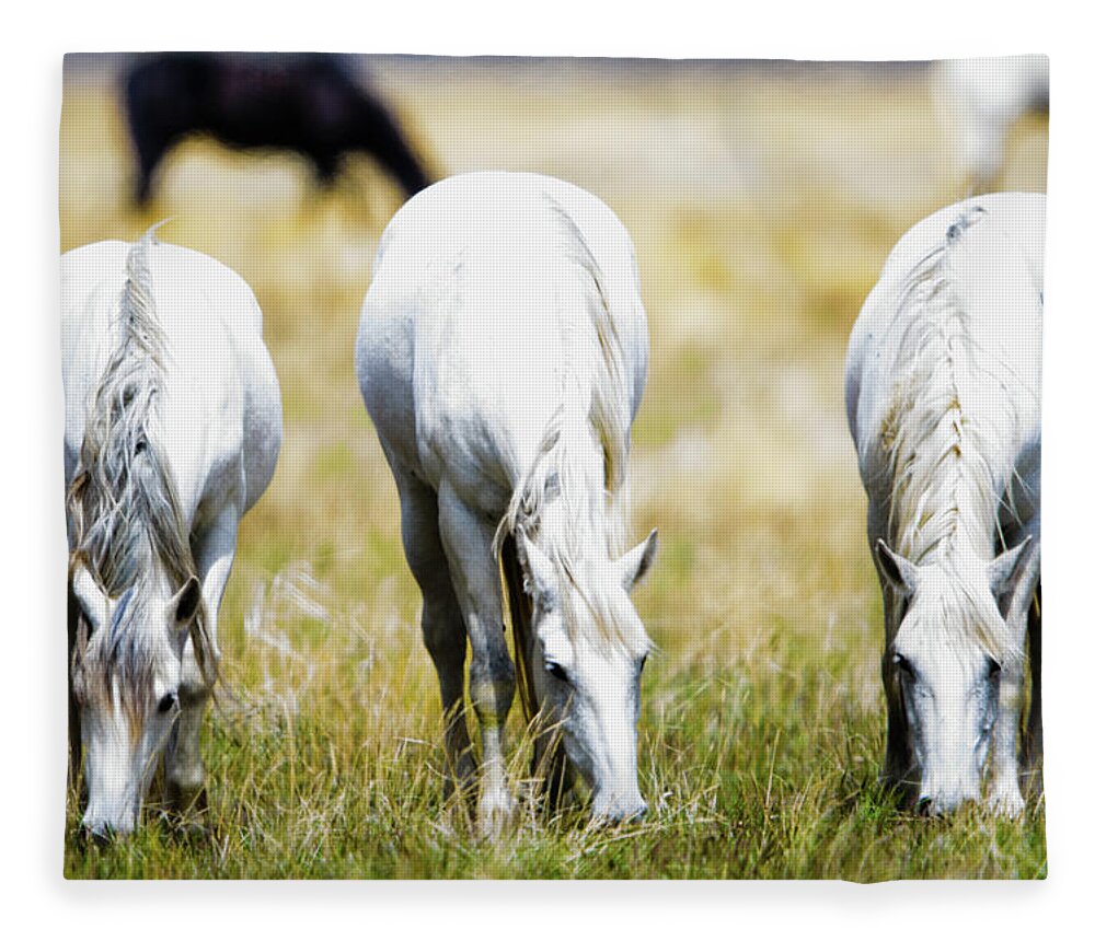 Horses Fleece Blanket featuring the photograph The three amigos grazing by Bryan Carter