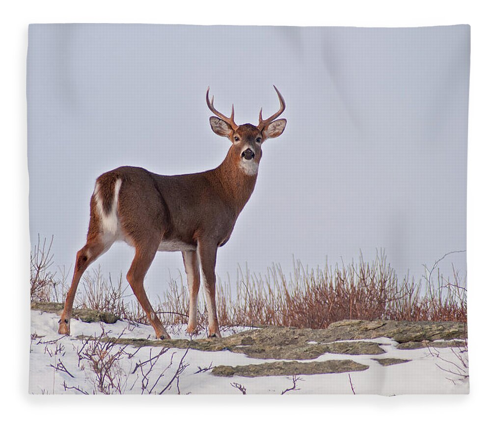 Newport Fleece Blanket featuring the photograph The Watchful Deer by Nancy De Flon
