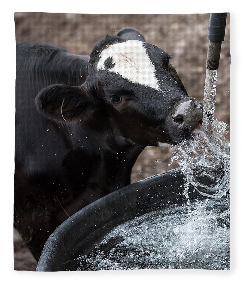 Cow Fleece Blanket featuring the photograph Thirsty Cow by Holden The Moment