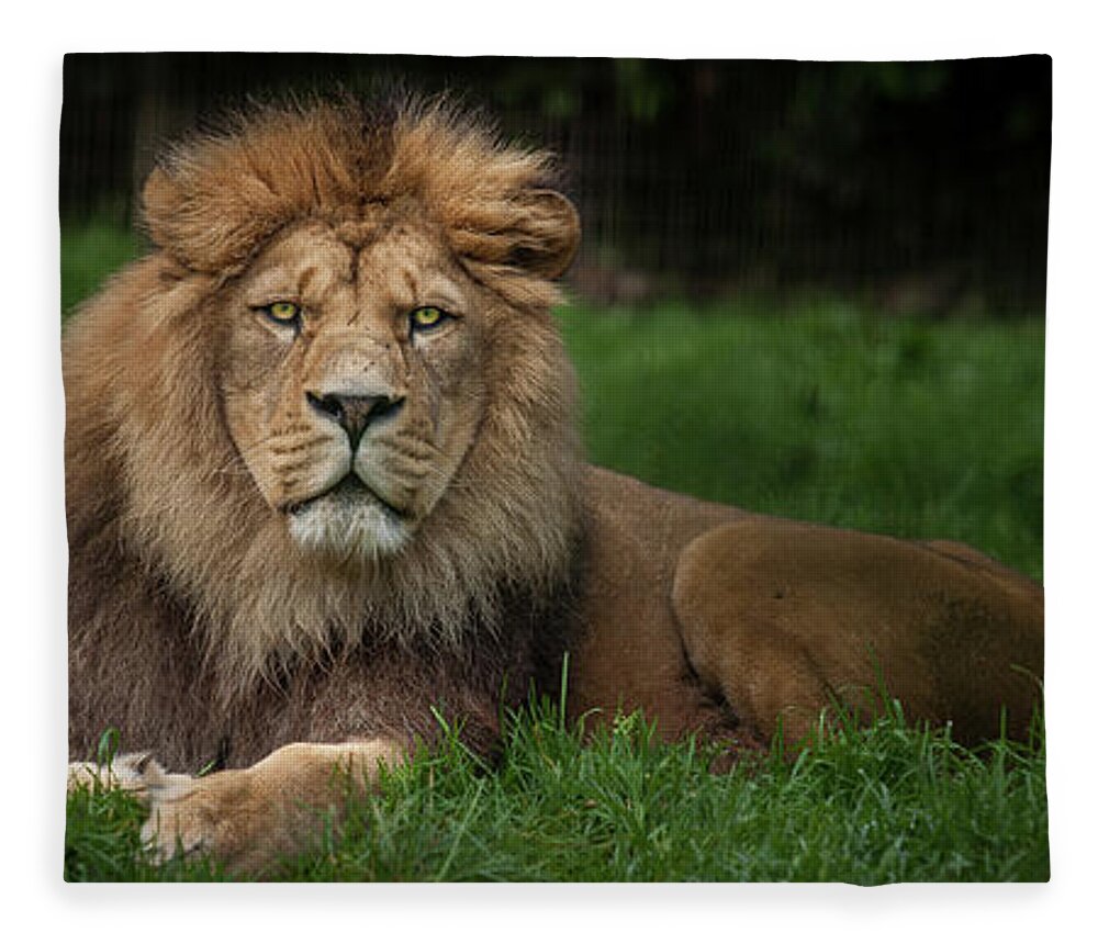 Lion Fleece Blanket featuring the photograph Three Lions by Nigel R Bell