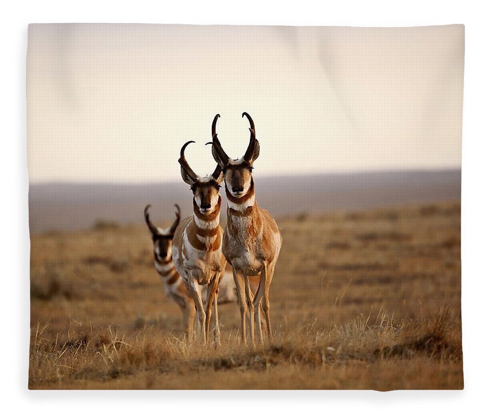 Pronghorn Antelope Fleece Blanket featuring the photograph Three male Pronghorn Antelopes in Alberta by Mark Duffy