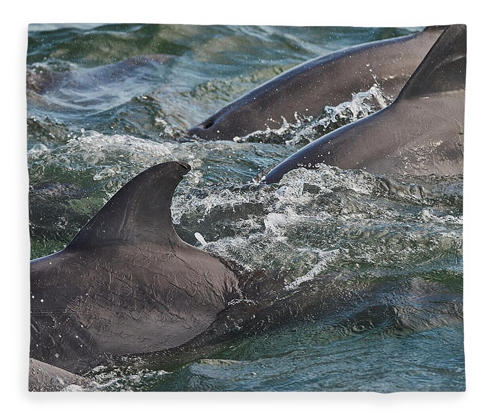 Dolphin Fleece Blanket featuring the photograph Three Peas in a Pod - Color by Steven Santamour