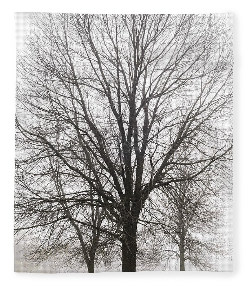Trees Fleece Blanket featuring the photograph Three Trees In Fog by Tamara Becker