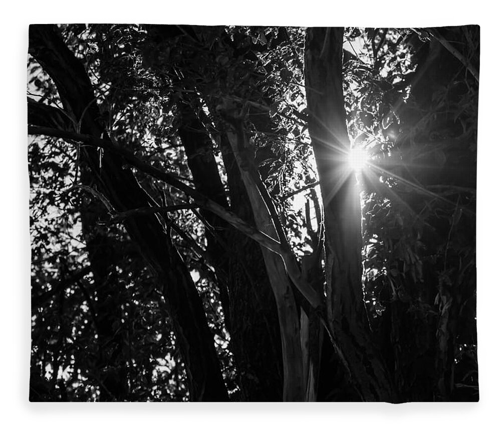 Trees Fleece Blanket featuring the photograph Through The Trees by Holden The Moment