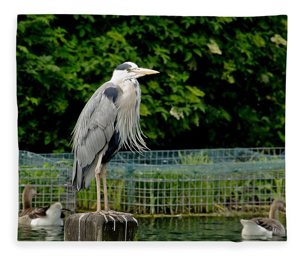Heron Fleece Blanket featuring the photograph Time to look smart. by Elena Perelman
