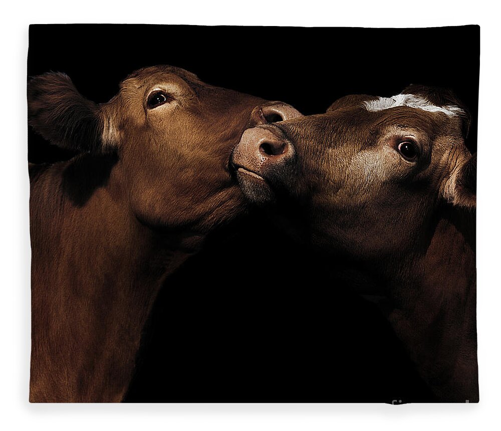 C Paul Davenport Fleece Blanket featuring the photograph Toned Down Bovine Affection by Paul Davenport