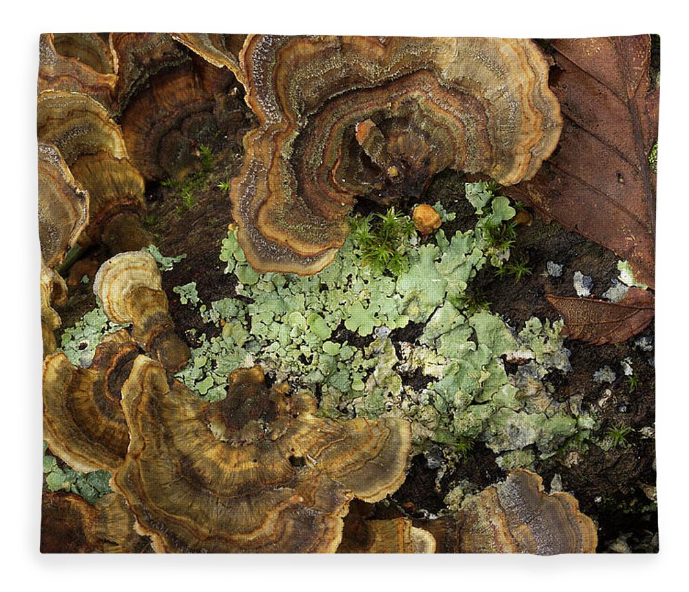 Fungus Fleece Blanket featuring the photograph Tree Fungus by Mike Eingle