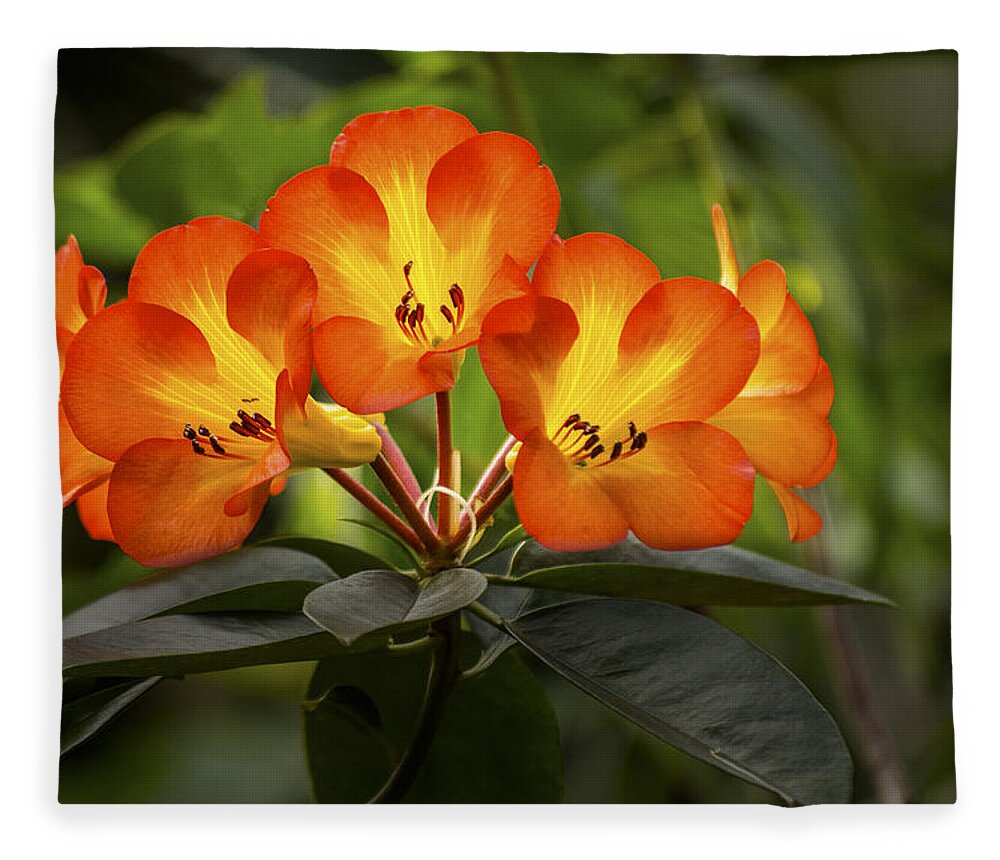 Blossom Fleece Blanket featuring the photograph Tropical Rhododendron by Penny Lisowski