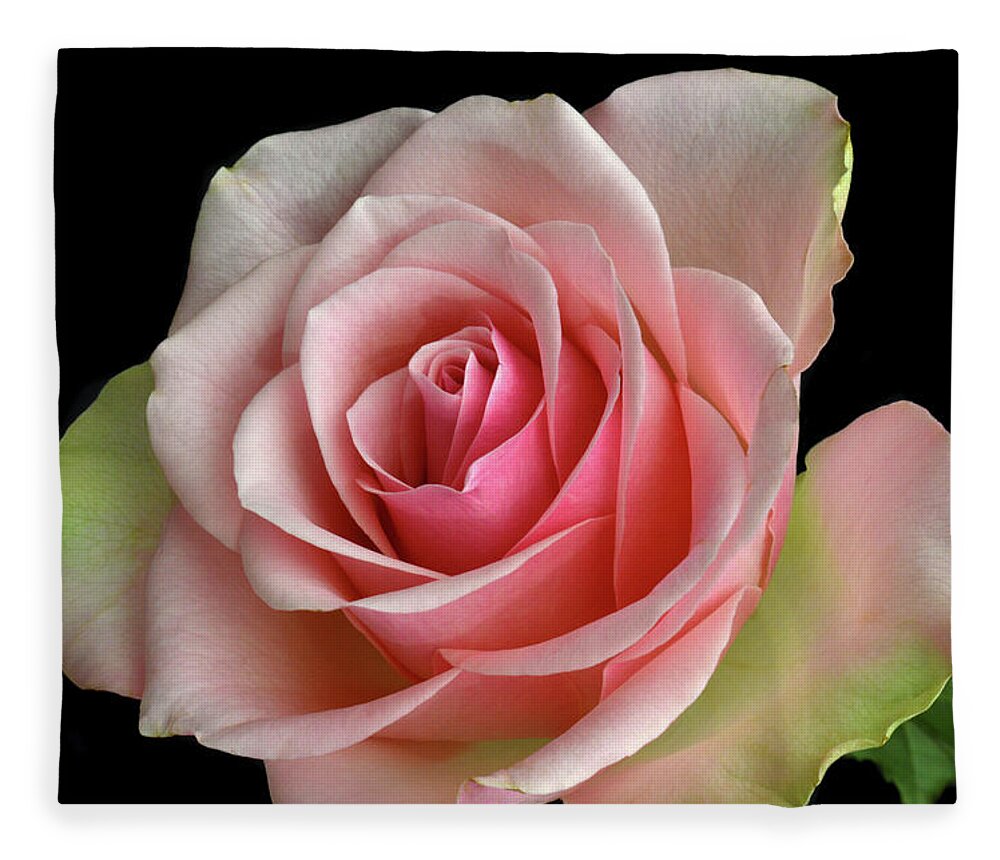 Rose Fleece Blanket featuring the photograph True Colours. by Terence Davis