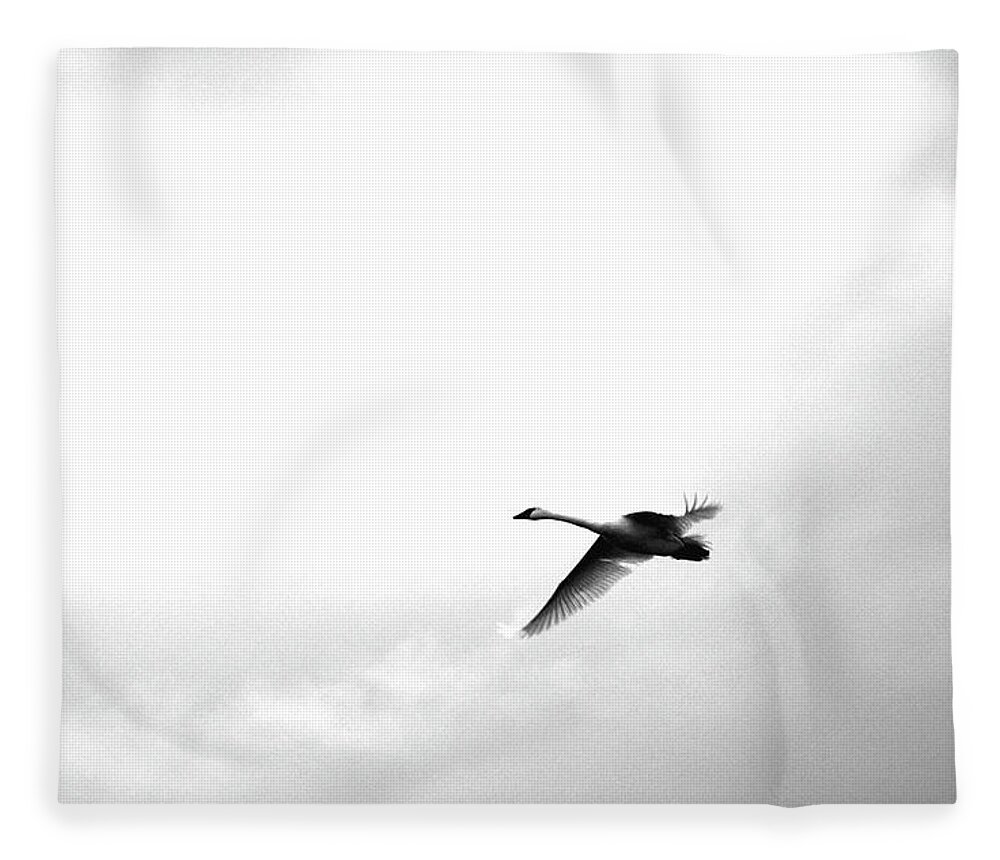 Snow Goose Fleece Blanket featuring the photograph Trumpeter Swan by Brian O'Kelly