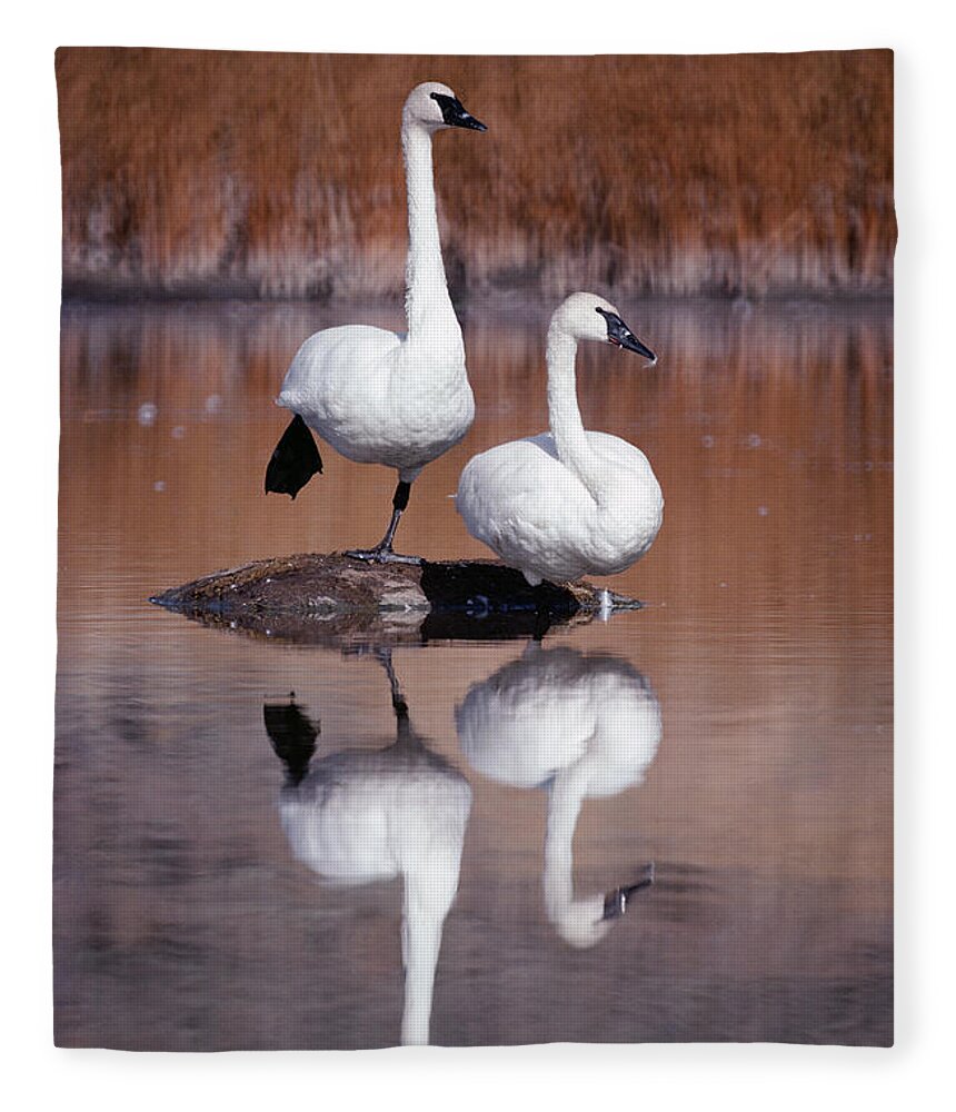 Mp Fleece Blanket featuring the photograph Trumpeter Swans Yellowstone by Michael Quinton