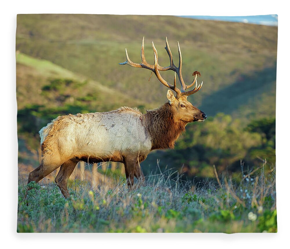 Animal Fleece Blanket featuring the photograph Tule Elk 2 by Jonathan Nguyen