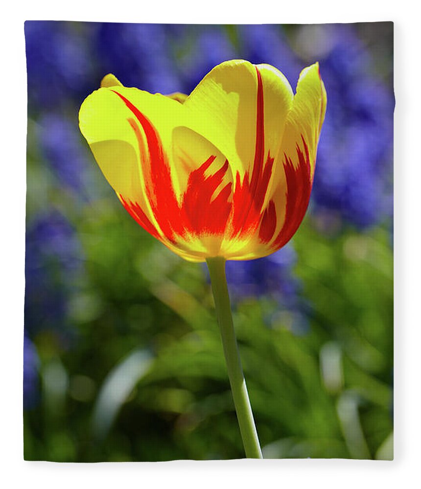 Tulip Fleece Blanket featuring the photograph Tulip Flame by Garden Gate magazine
