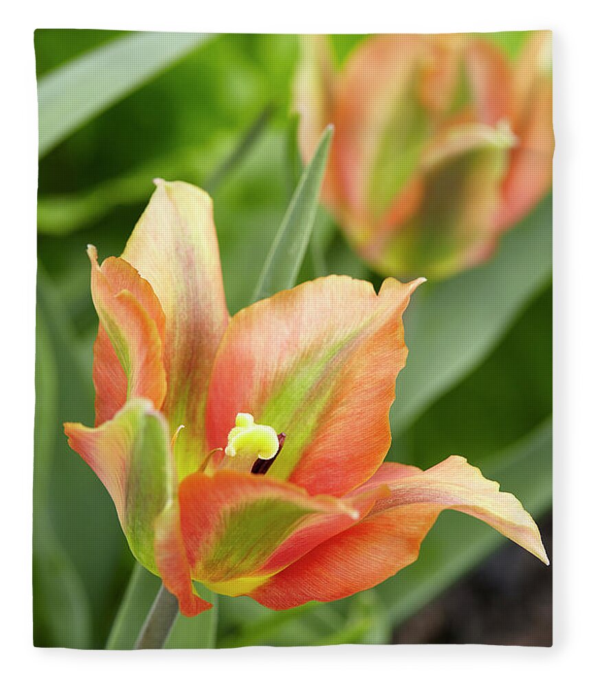 Garden Fleece Blanket featuring the photograph Tulip by Garden Gate