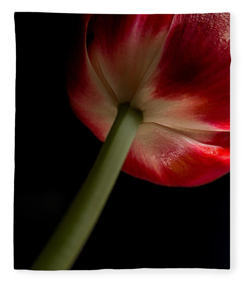 Tulip Fleece Blanket featuring the photograph Tulip in window light by Bob Cournoyer