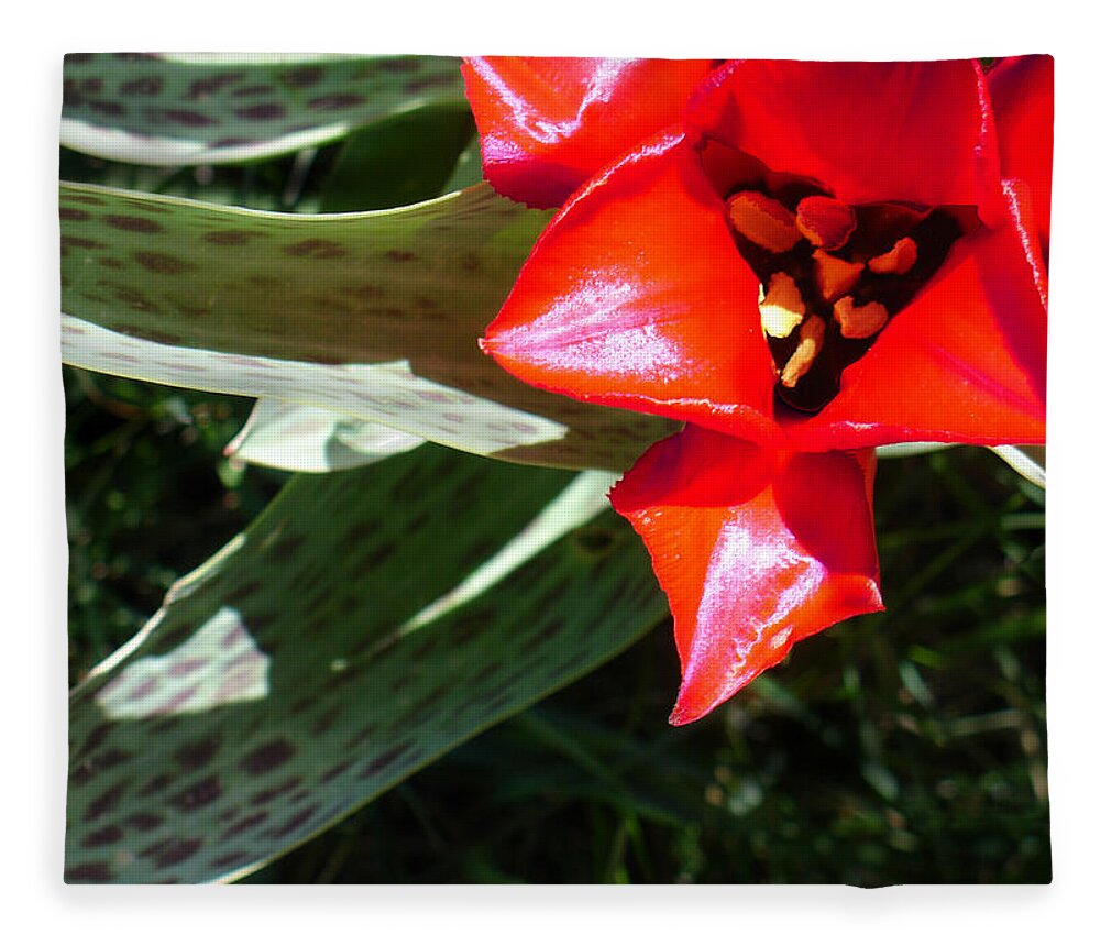 Tulip Fleece Blanket featuring the photograph Tulip by Steve Karol