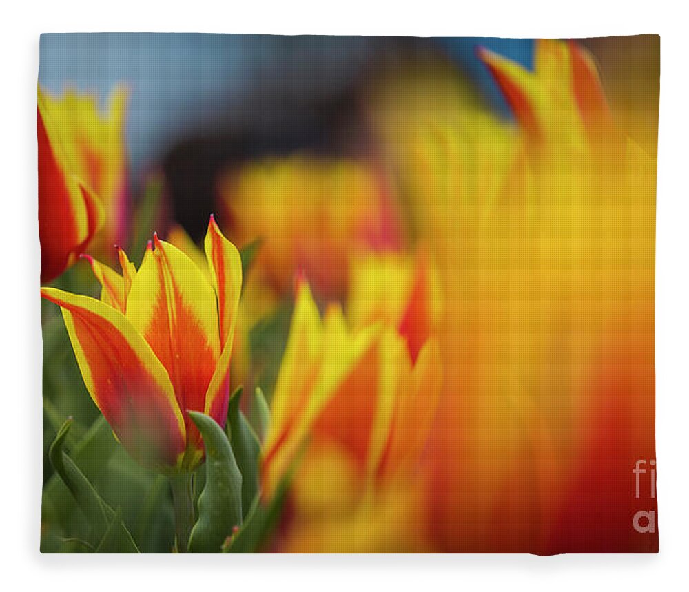 Washington Dc Fleece Blanket featuring the photograph Tulips by Agnes Caruso