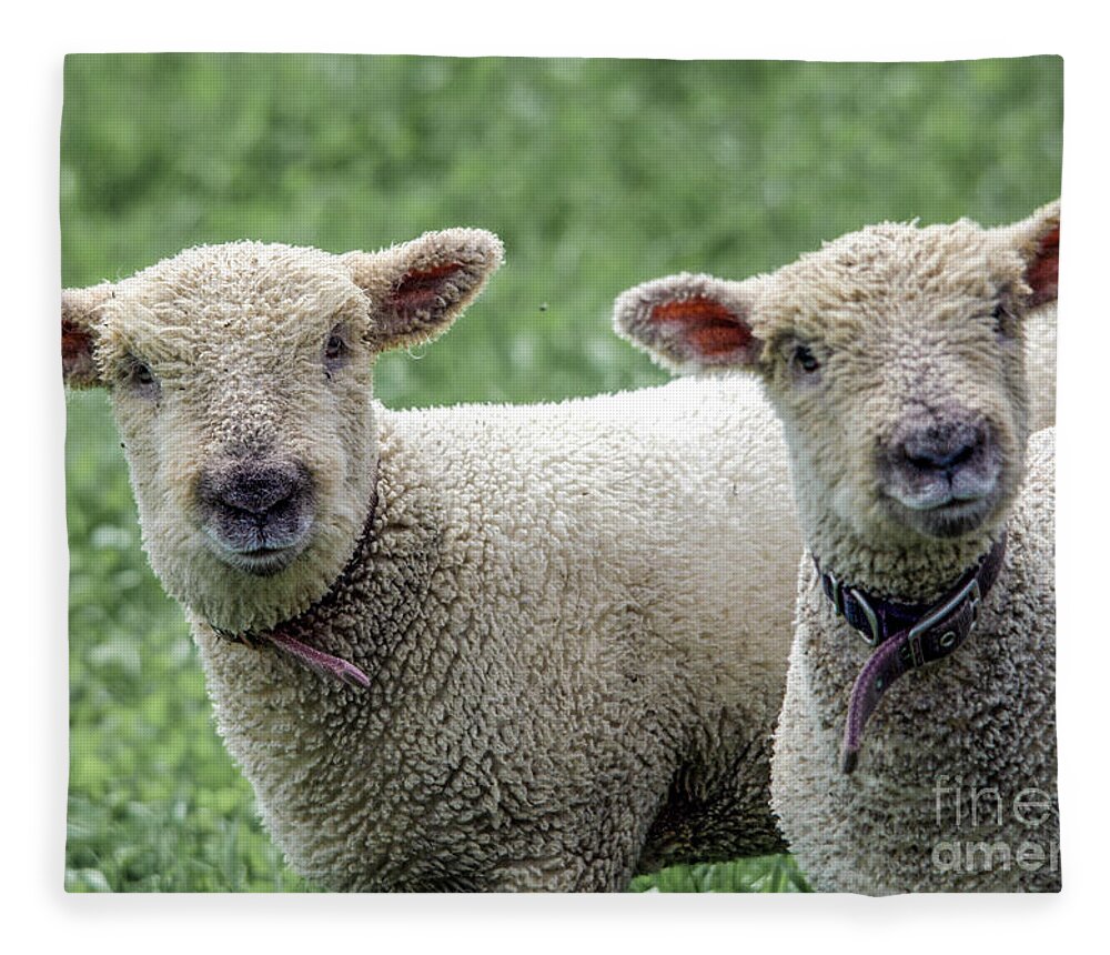 Lambs Fleece Blanket featuring the photograph Two Curious Lambs by John Greco