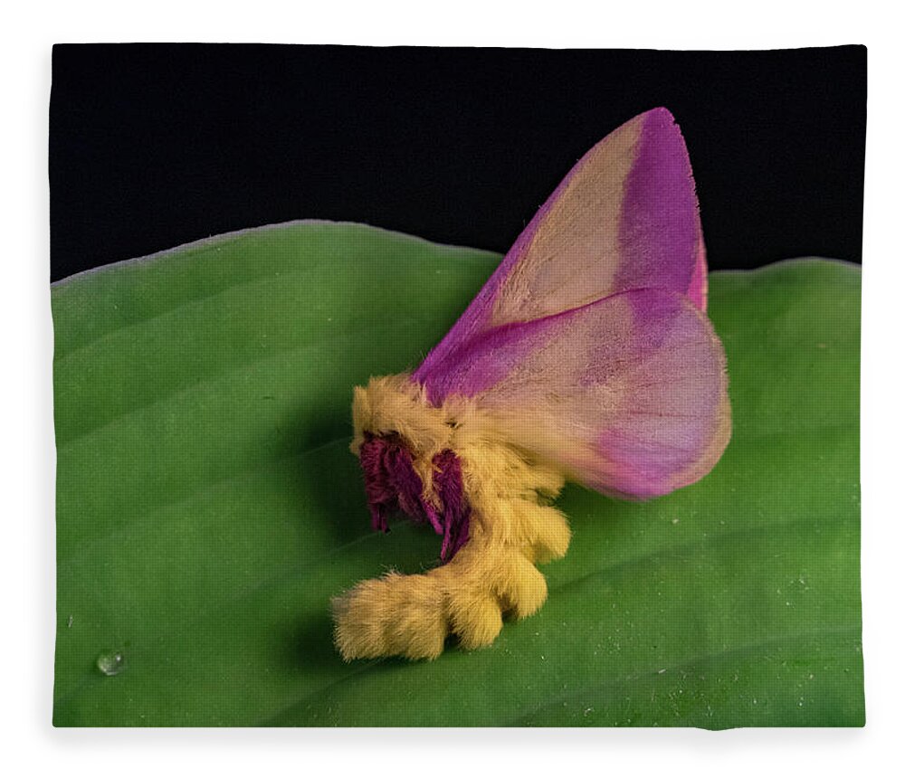 Unusual Behavior of Rosy Maple Moth Photograph by Douglas Barnett - Pixels