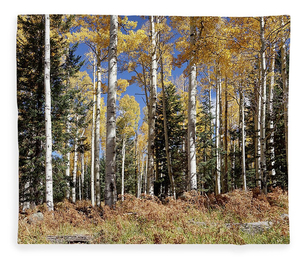 Aspen Trees Fleece Blanket featuring the photograph Vibrancy of Autumn IV by Leda Robertson