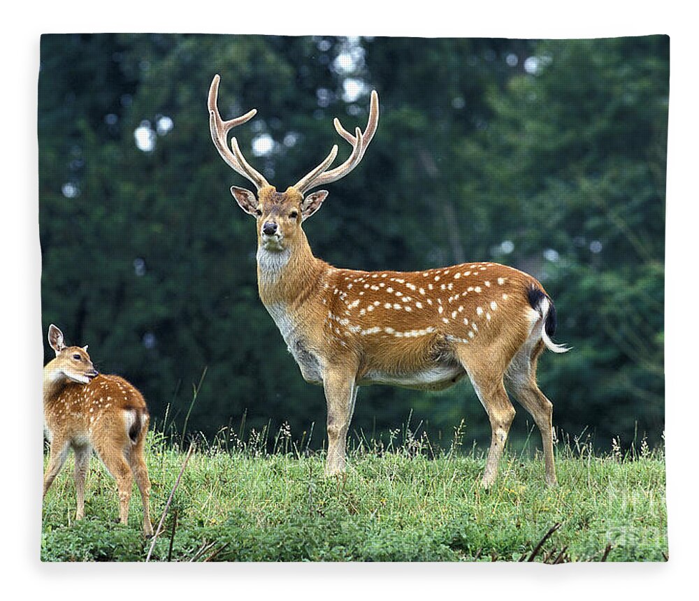 Adult Fleece Blanket featuring the photograph Vietnamese Sika Deer by Gerard Lacz