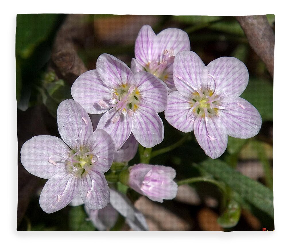 Spring Fleece Blanket featuring the photograph Virginia or Narrowleaf Spring-Beauty DSPF041 by Gerry Gantt