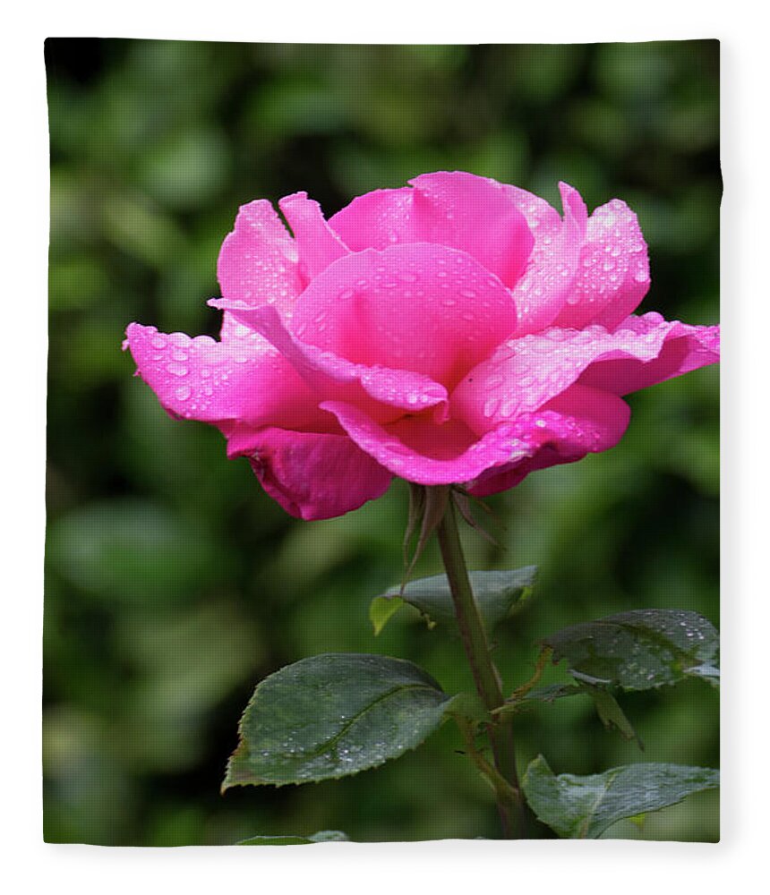 Bloom Fleece Blanket featuring the photograph Vivid Pink Rose by Philip Enticknap