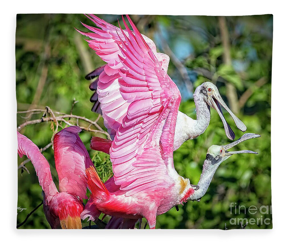 Roseate Fleece Blanket featuring the photograph Vocal Roseate Spoonbill Mates by DB Hayes