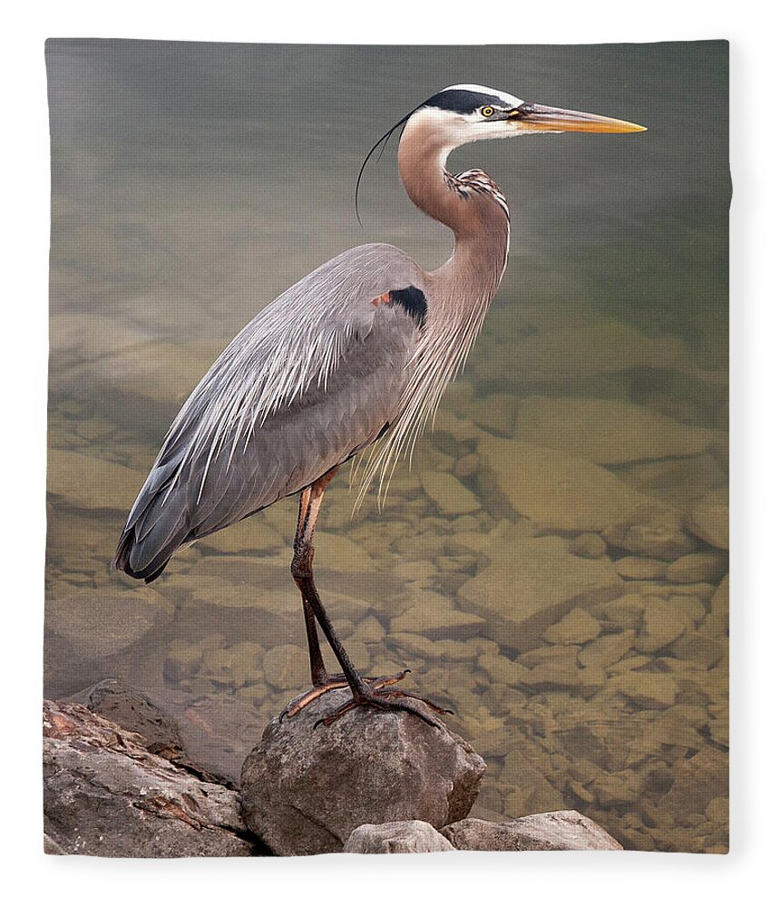 Blue Heron Fleece Blanket featuring the photograph Waiting by Terri Harper