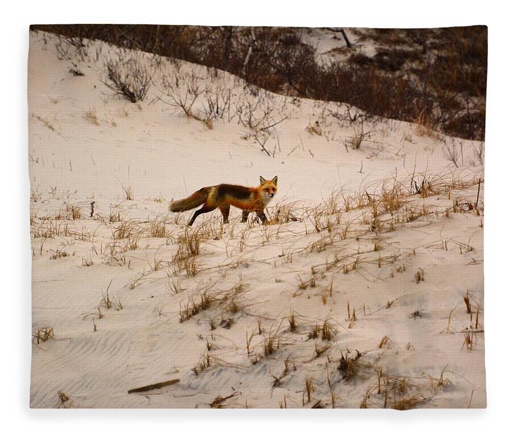 Walking Red Fox Fleece Blanket featuring the photograph Walking Fox by Raymond Salani III