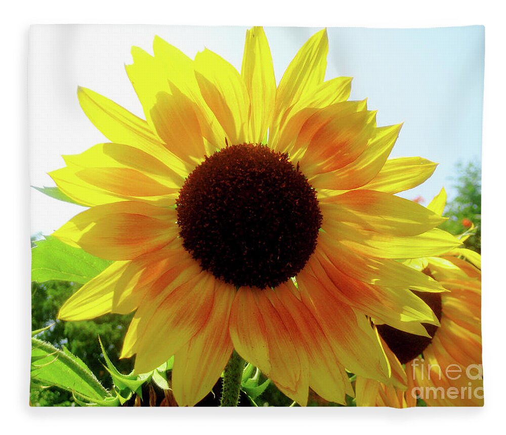 Sunflowers Fleece Blanket featuring the photograph Walking on Sunshine by Onedayoneimage Photography