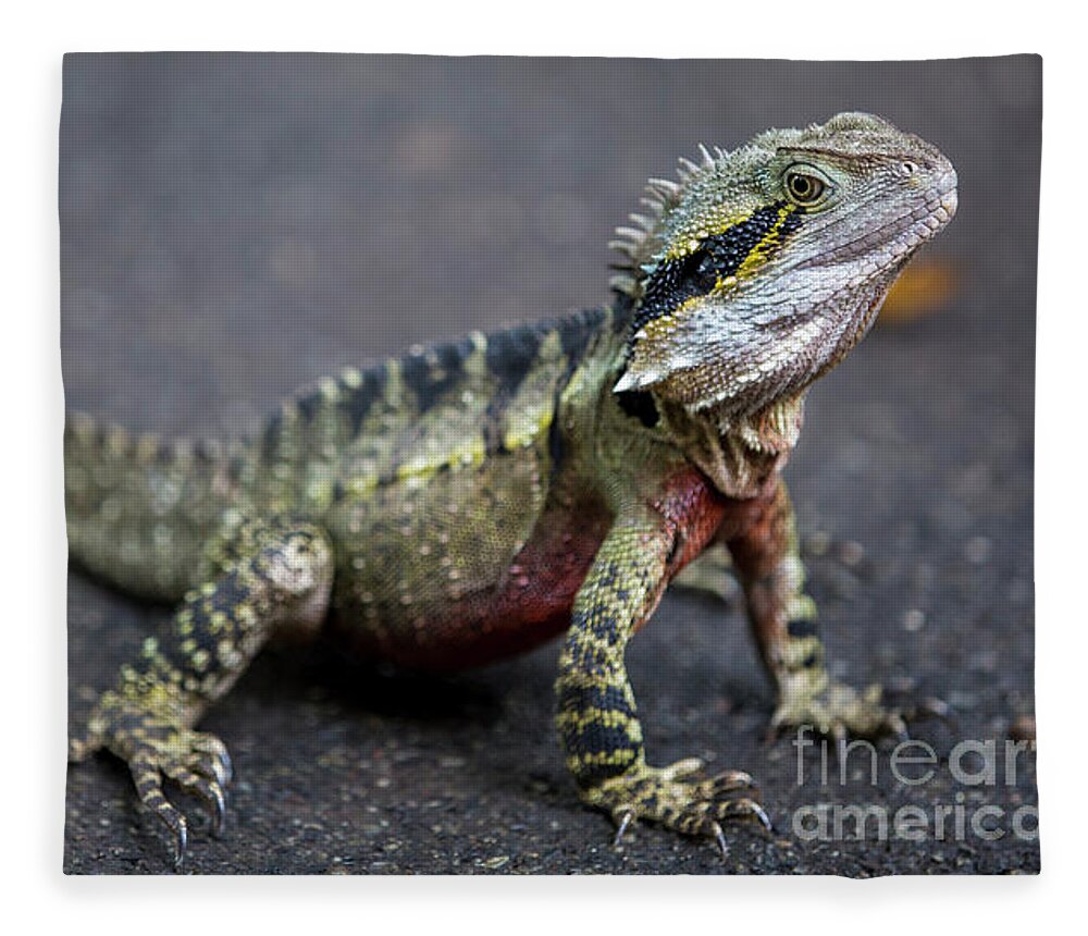 Australia Fleece Blanket featuring the photograph Water dragon by Agnes Caruso