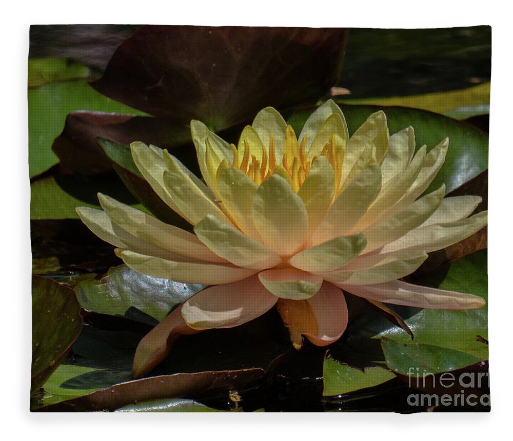 Hawaii Fleece Blanket featuring the photograph Water Lily 1 by Christy Garavetto