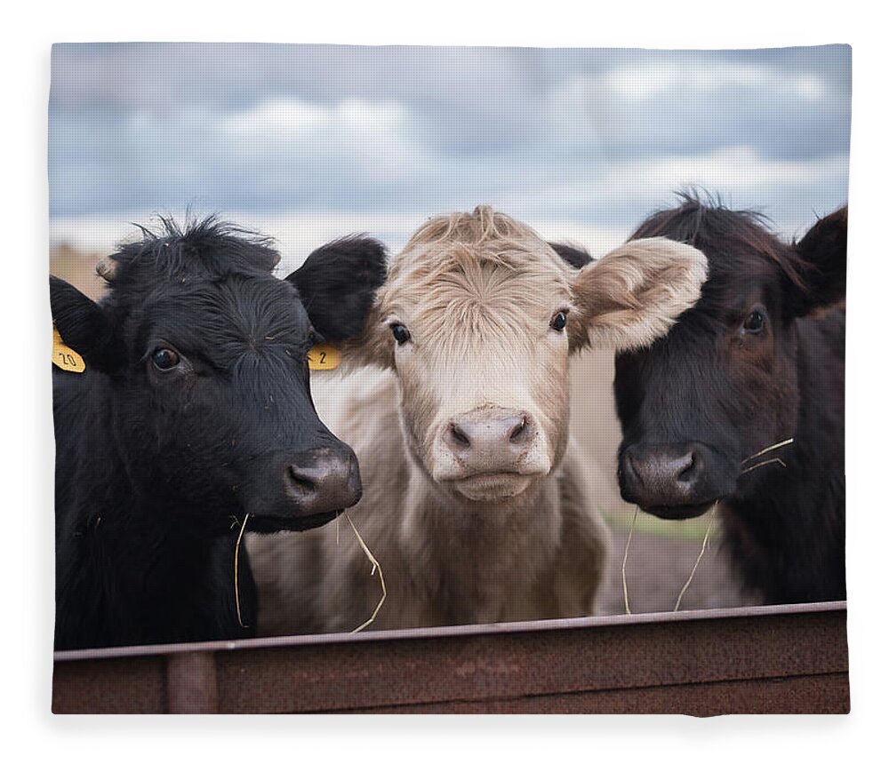 Cows Fleece Blanket featuring the photograph We Three Cows by Holden The Moment