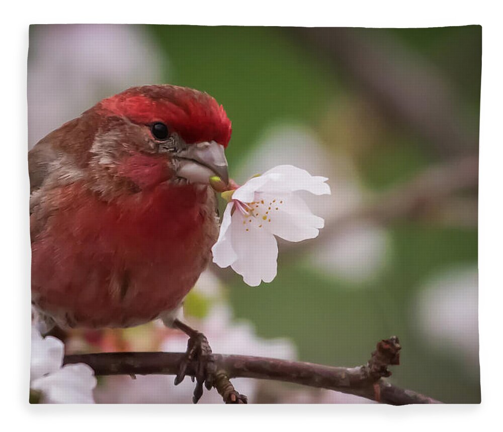 Terry D Photography Fleece Blanket featuring the photograph Welcome Spring House Finch with Flower by Terry DeLuco