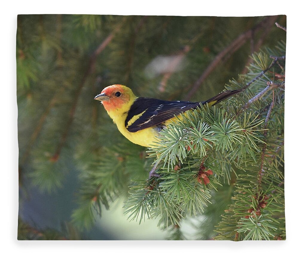  Fleece Blanket featuring the photograph Western Tanager by Ben Foster