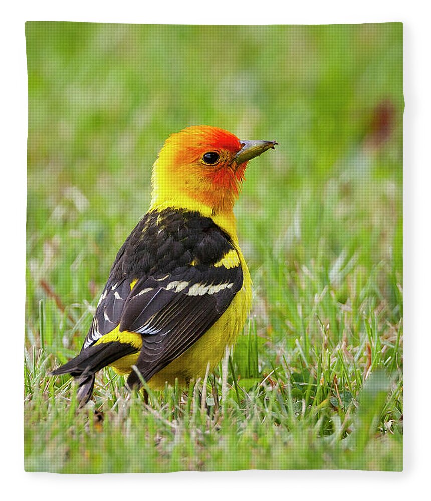 Mark Miller Photos Fleece Blanket featuring the photograph Western Tanager by Mark Miller