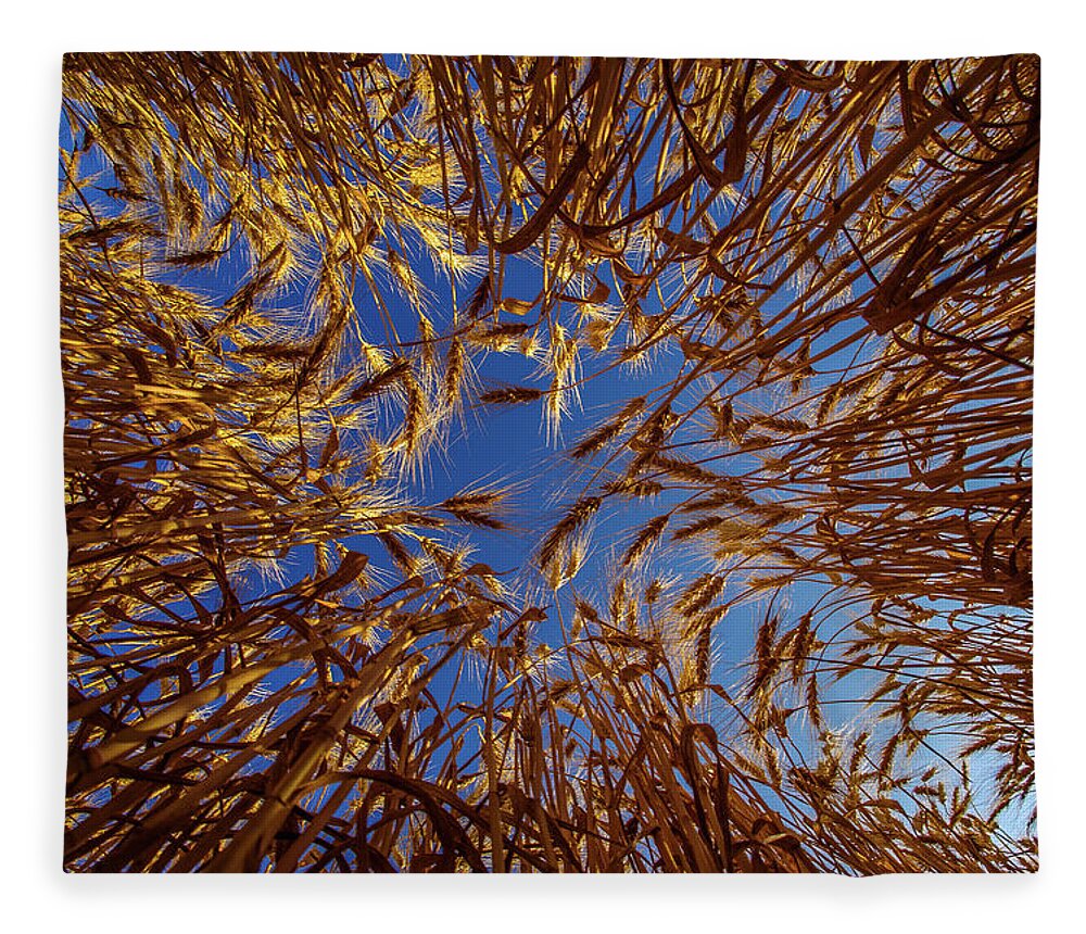 Wheat Bug's Eye Fisheye Barley Grain Sky Looking Up Blue Gold Nd North Dakota Farming Agriculture Harvest Golden Amber Waves Fleece Blanket featuring the photograph Wheat - Bugs eye view by Peter Herman