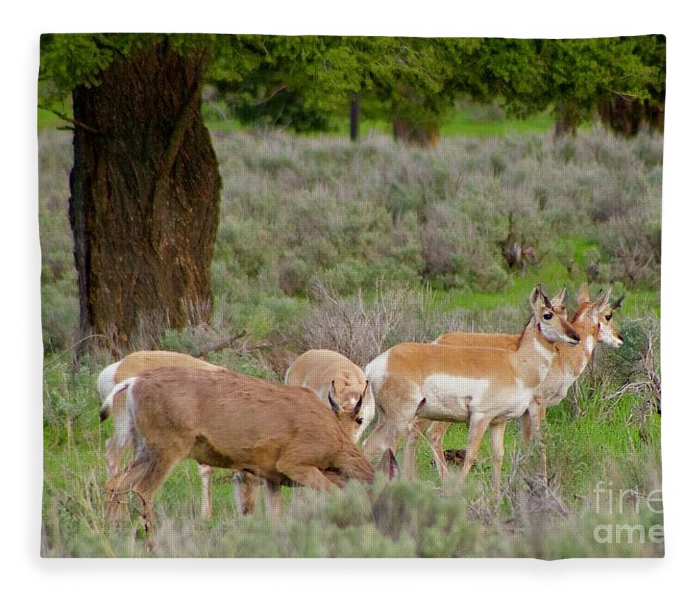 Photography Fleece Blanket featuring the photograph Where a Deer and the Antelope Graze by Sean Griffin