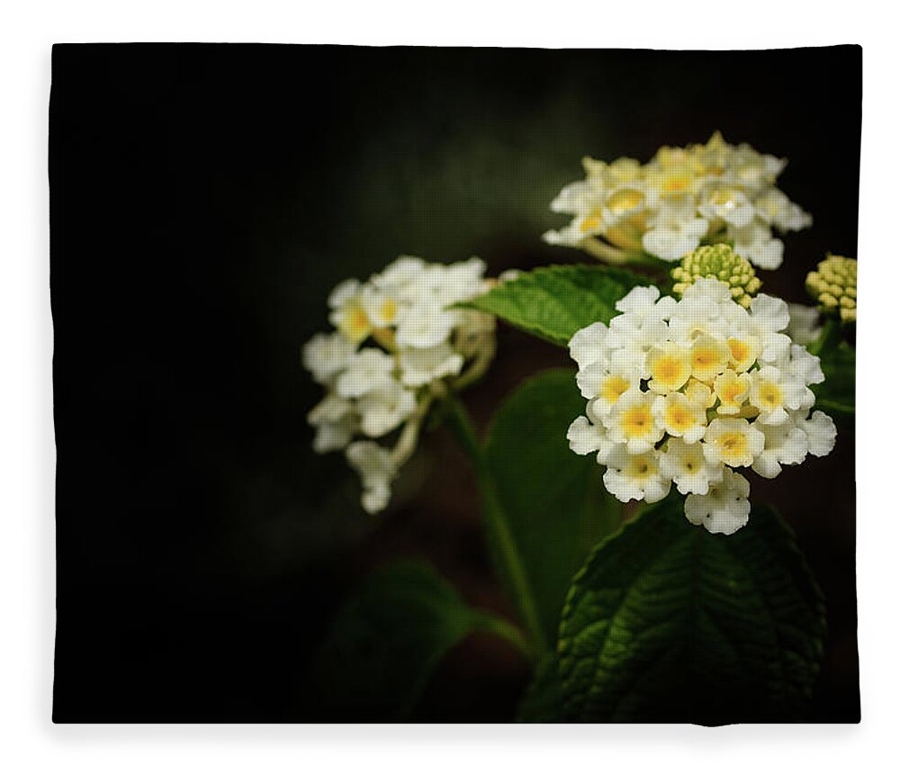 Lantana Fleece Blanket featuring the photograph White and Yellow Lantana on Black Macro by Joni Eskridge