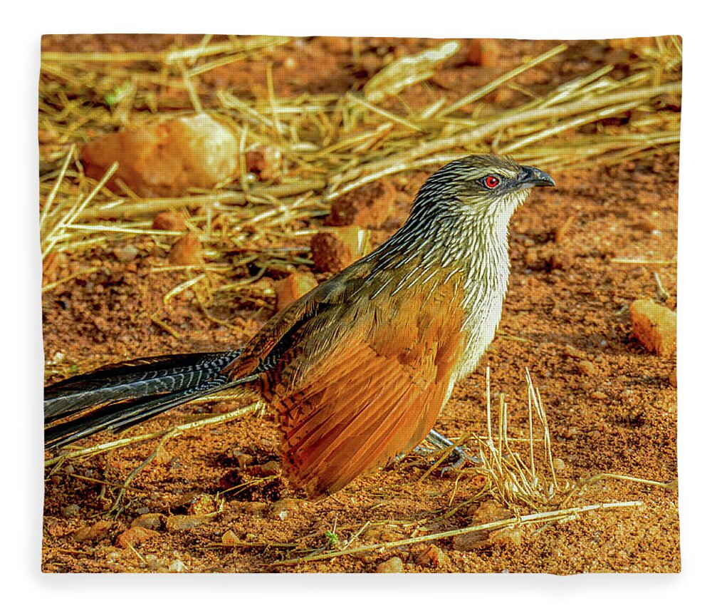 Africa Fleece Blanket featuring the photograph White-browed Coucal by Marilyn Burton