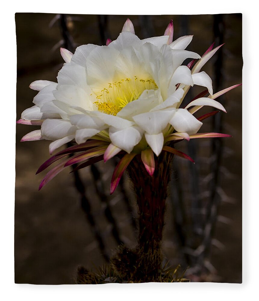 Jean Noren Fleece Blanket featuring the photograph White Cactus Fower by Jean Noren