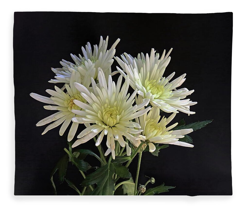 Chrysanthemum Fleece Blanket featuring the photograph White Chrysanthemums by Jeff Townsend