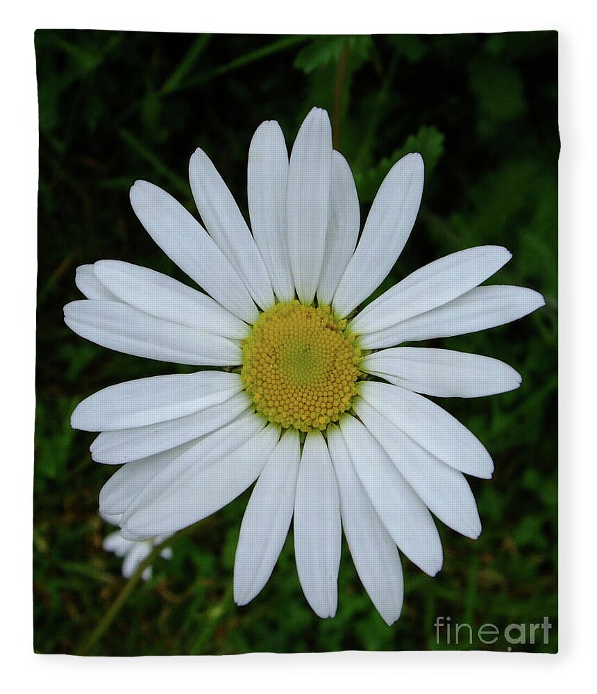 Flower Fleece Blanket featuring the photograph White Daisy by Julia Underwood