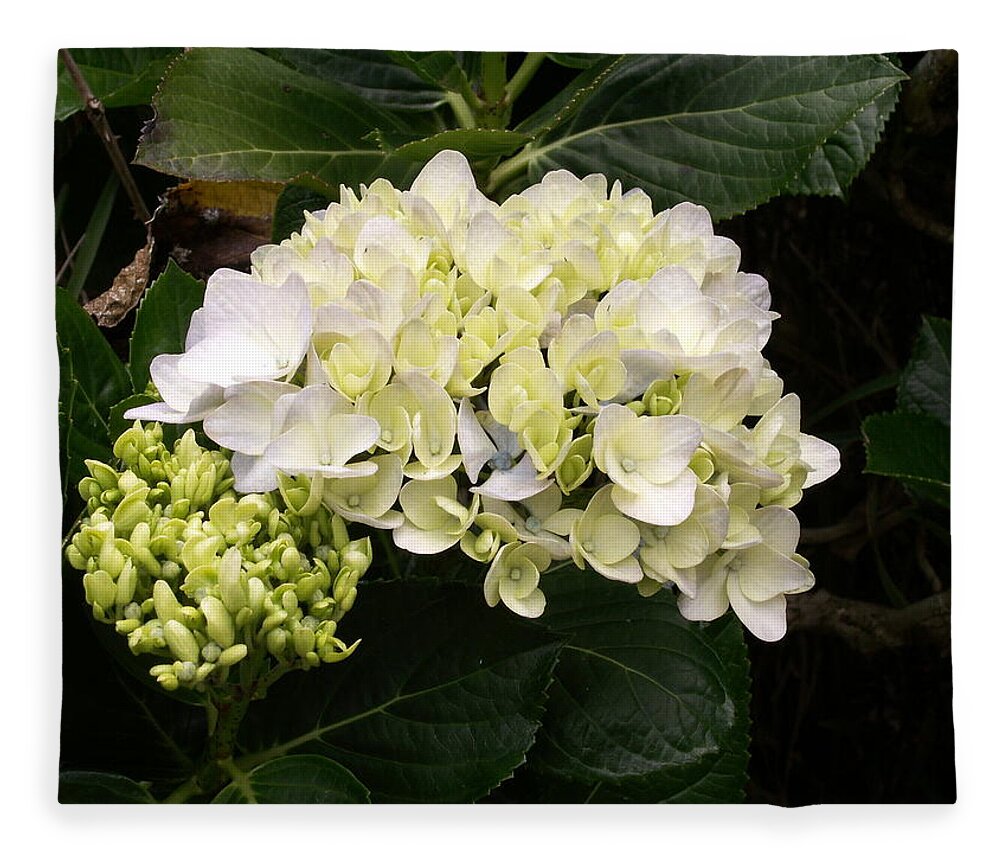 Flower Fleece Blanket featuring the photograph White Hydrangeas by Amy Fose