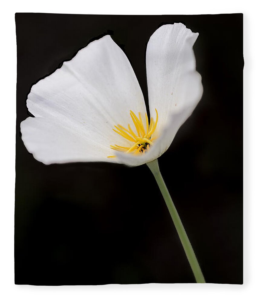 Poppy Fleece Blanket featuring the photograph White Mexican Gold Poppy by Tamara Becker