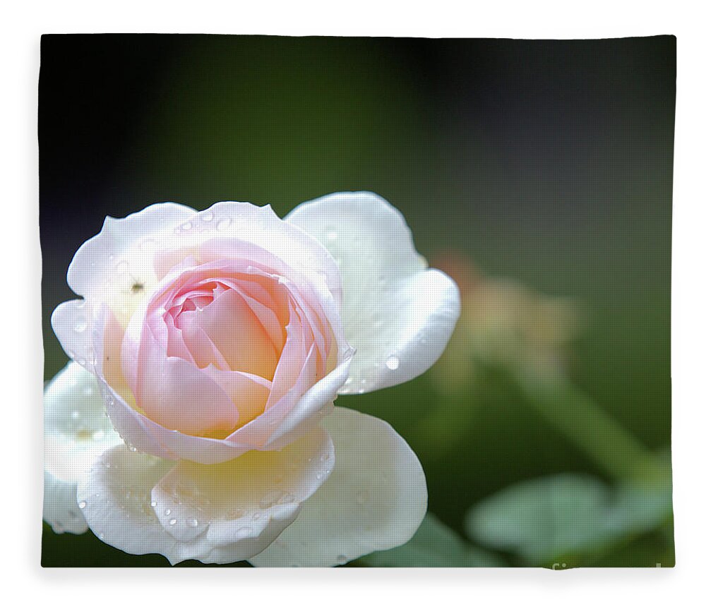 Rose Fleece Blanket featuring the photograph White rose by Agnes Caruso