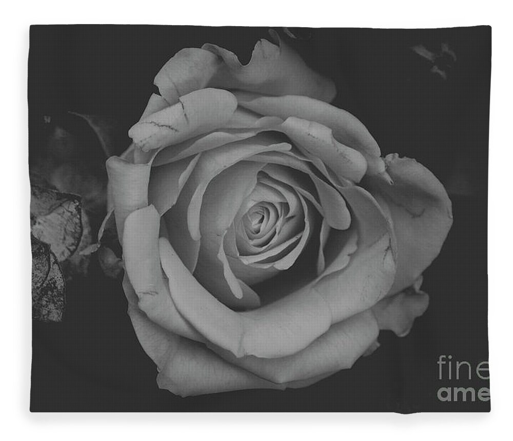 Rose Fleece Blanket featuring the photograph White Rose in Black and White by Maxwell Dziku