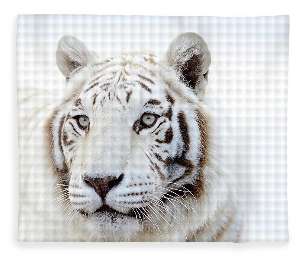 White Tiger Fleece Blanket featuring the photograph White Tiger Gaze by Debra Sabeck