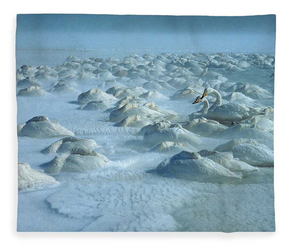 Whooper Swan Fleece Blanket featuring the photograph Whooper Swans in Snow by Teiji Saga and Photo Researchers